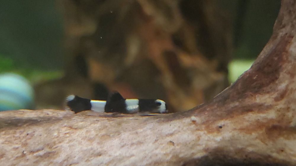 a rightward side profile of a panda loach sitting on driftwood
