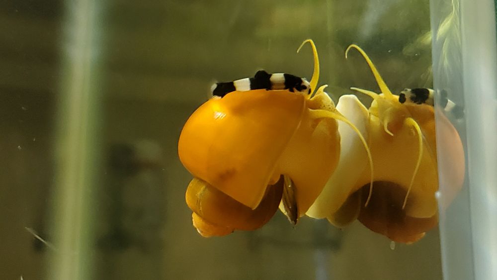 panda loach riding a mystery snail which is climbing glass