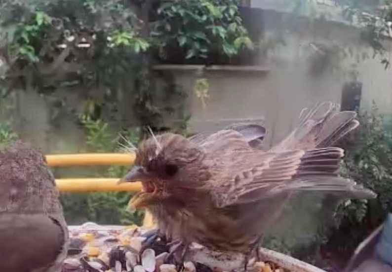 Juvenile finch with wild white eyebrows puts their whole body into screeching at a parent