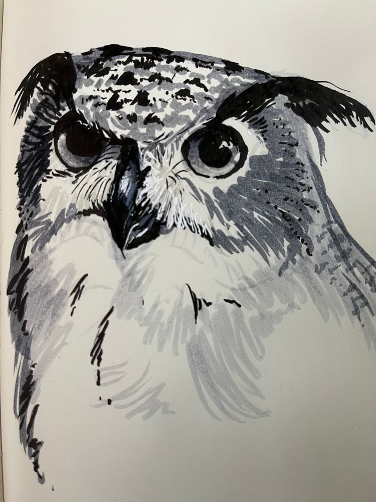 Pen drawing of an eagle owl