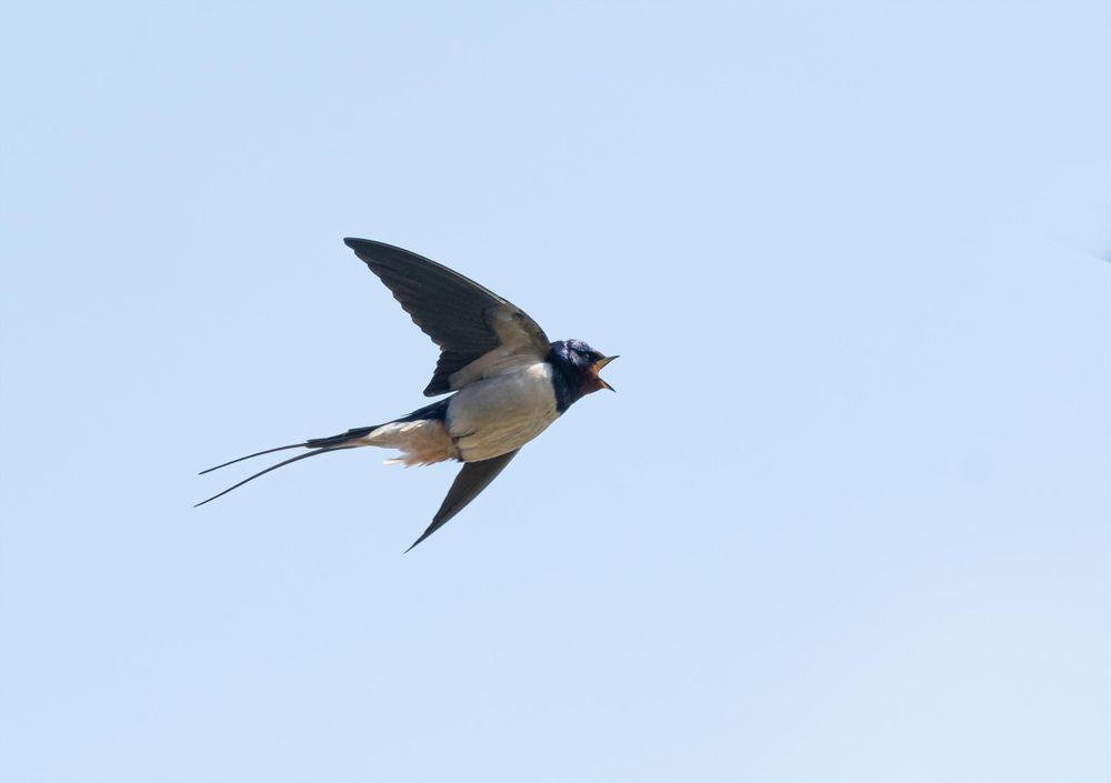 Swallow in flight against a blue sky showing its long tail streamers, red throat, white belly, and bill that is wide open.