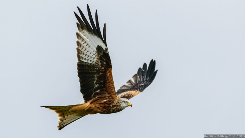 Red Kite / Barcud Coch