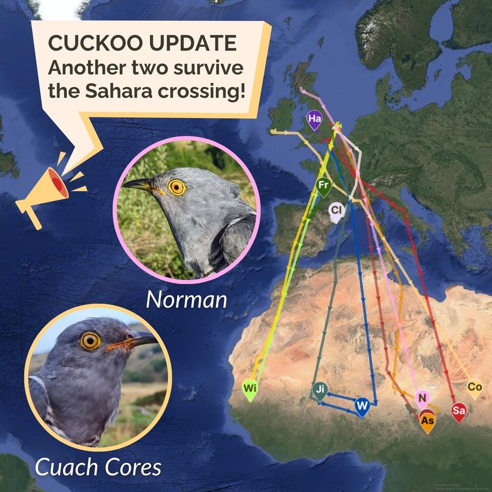 Image of a world map showing locations of BTO satellite-tagged Cuckoos. Nine are in Africa and three in Europe. Headshots of the two new Cuckoos to reach Africa, Sayaan and Cuach Cores, feature. A speaker graphic holds the wording: Cuckoo update. Another two survive the Sahara crossing.  