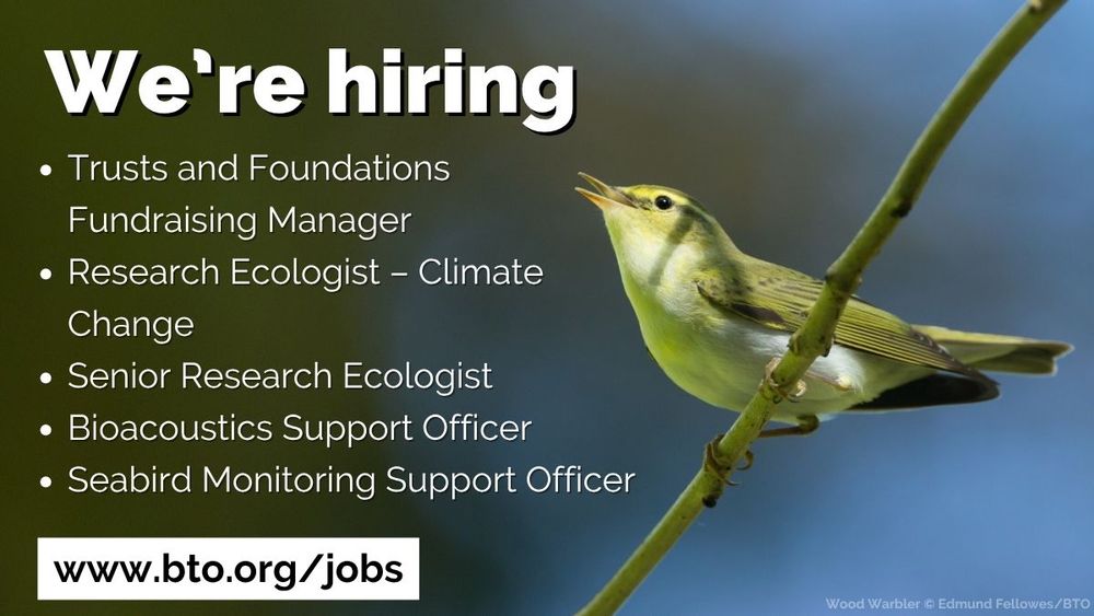 Wood Warbler perched on a branch. Wording over the top of the image reads We’re hiring. Trusts and Foundations Fundraising Manager, Research Ecologist – Climate Change, Senior Research Ecologist, Bioacoustics Support Officer, Seabird Monitoring Support Officer. www.bto.org/jobs