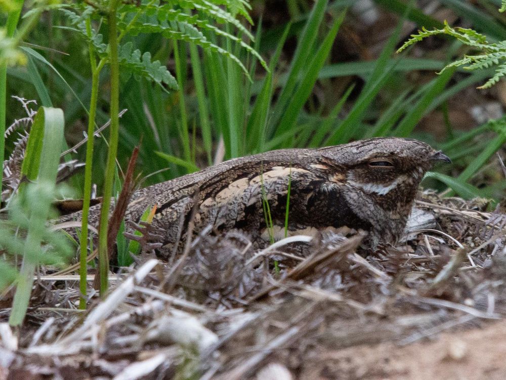 Image of a Nightjar on the ground with green foliage in the background. Image by Mike Toms/BTO. 