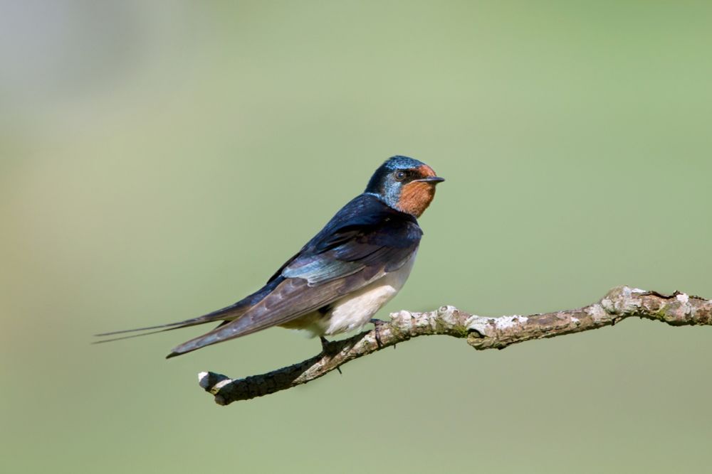Photo of a Swallow perched on a branch, in bright sunlight
