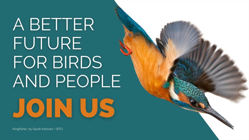 Cut out image of a Kingfisher diving. To the left on a teal background white wording reads: A better future for birds and people. Join us. Image credit: Kingfisher by Sarah Kelman/BTO.