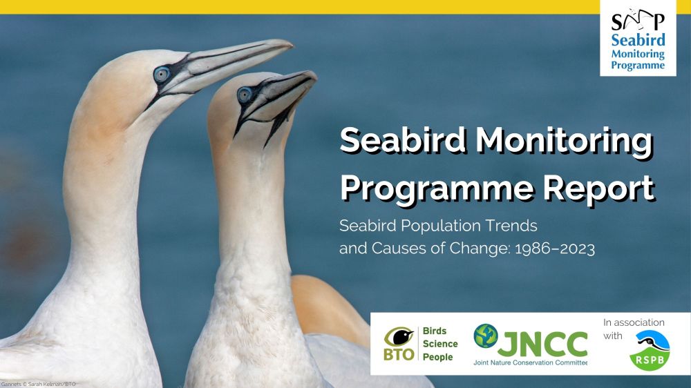 Image of two Gannets alongside the wording: Seabird Monitoring Programme. Seabirds Population Trends and Causes of Change: 1986-2023. SMP logo top right of image. BTO, JNCC, and ‘in association with’ RSPB logo bottom right.