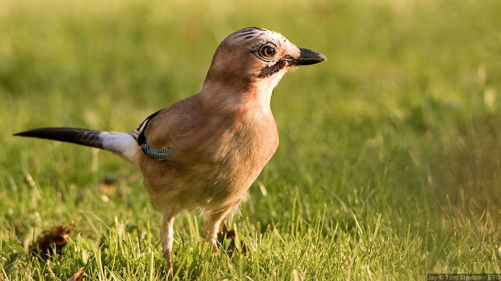 Jay on grassland with the bird's face lit up by sunlight. Image credit reads: Jay © Tom Streeter/ BTO