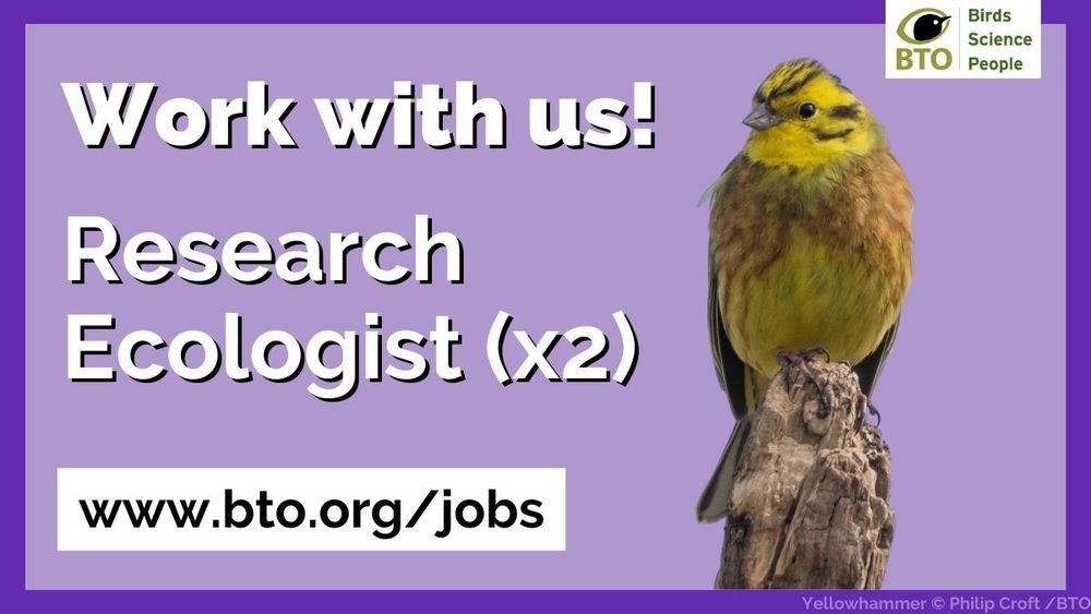 Cut out image of a Yellowhammer on a purple background. Wording alongside reads: Work with us! Research Ecologist (x2). www.bto.org/jobs. BTO logo top right of image.