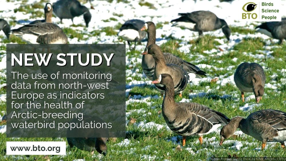 A White-fronted Goose flock on grass partially covered by snow. White wording over a grey background reads: New Study. The use of monitoring data from north-west Europe as indicators for the health of Arctic-breeding waterbird populations. www.bto.org. 