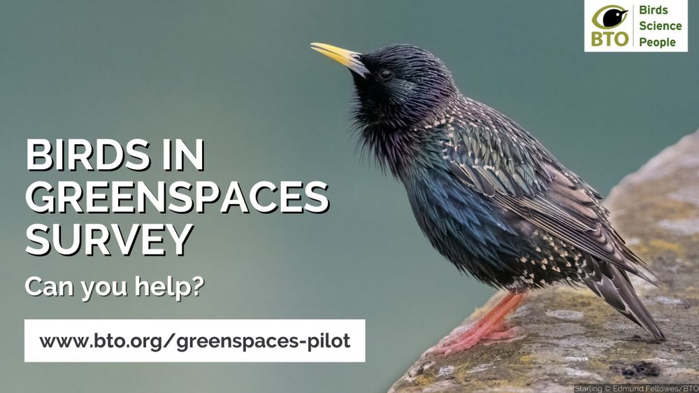 Image of a Starling perched with wording alongside reading: Birds in Greenspaces survey. Can you help? www.bto.org/greenspaces-pilot. Image credit: Starling © Edmund Fellowes/BTO. BTO logo sits top right of image. 