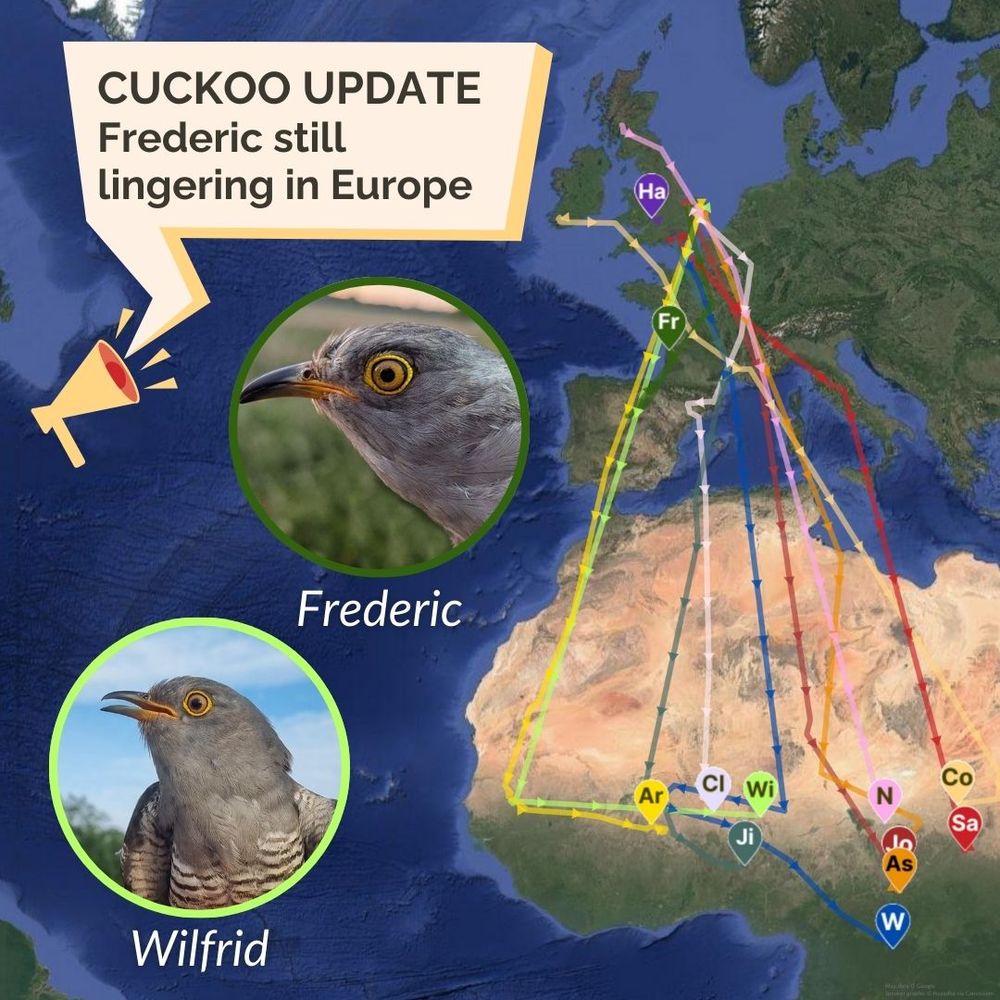Image of a world map showing locations of BTO satellite-tagged Cuckoos. 10 are in Africa and two in Europe. Headshots of Cuckoos Frederic and Wilfrid feature. A speaker graphic holds the wording: Cuckoo update. Frederic still lingering in Europe.
