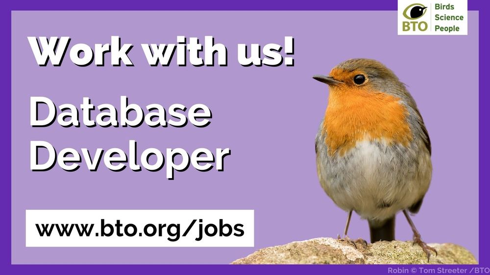 Cut out image of a Robin perched on a rock in front of a purple background. Wording to the left of the image reads: Work with us! Database Developer. www.bto.org/jobs. BTO logo is top right of the image.