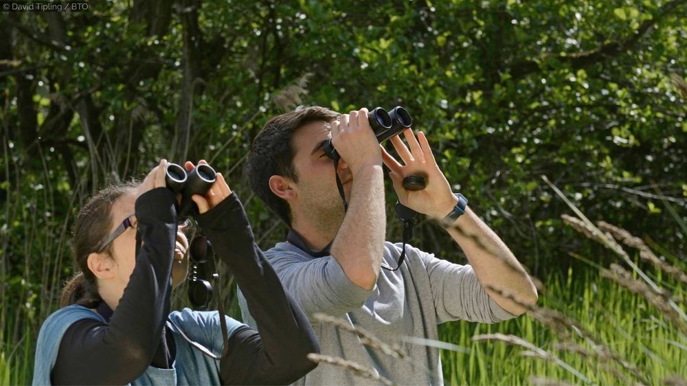Two people are looking up at the sky using binoculars in surroundings of green reeds and trees. Image by David Tipling/BTO. 