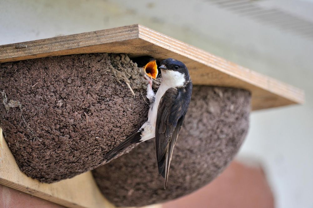 A House Martin lands on a nest to feed its chick whose head is poking out of the nest with its beak open. 
