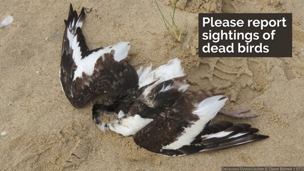 Image of a deceased Oystercatcher alongside the wording: Please report sightings of dead birds. 