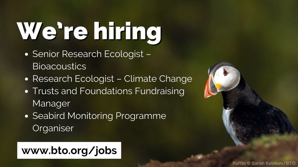 Image of a Puffin by Sarah Kelman/BTO alongside wording over the image that reads: We're hiring. Senior Research Ecologist Bioacoustics. Research Ecologist Climate Change. Trusts and Foundations Fundraising Manager. Seabird Monitoring Programme Organiser. www.bto.org/jobs 