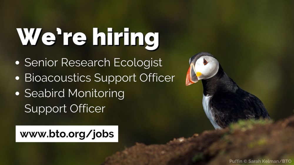 Image of a Puffin by Sarah Kelman/BTO alongside wording over the image that reads: We're hiring. Senior Research Ecologist. Bioacoustics Support Officer. Seabird Monitoring Support Officer. www.bto.org/jobs