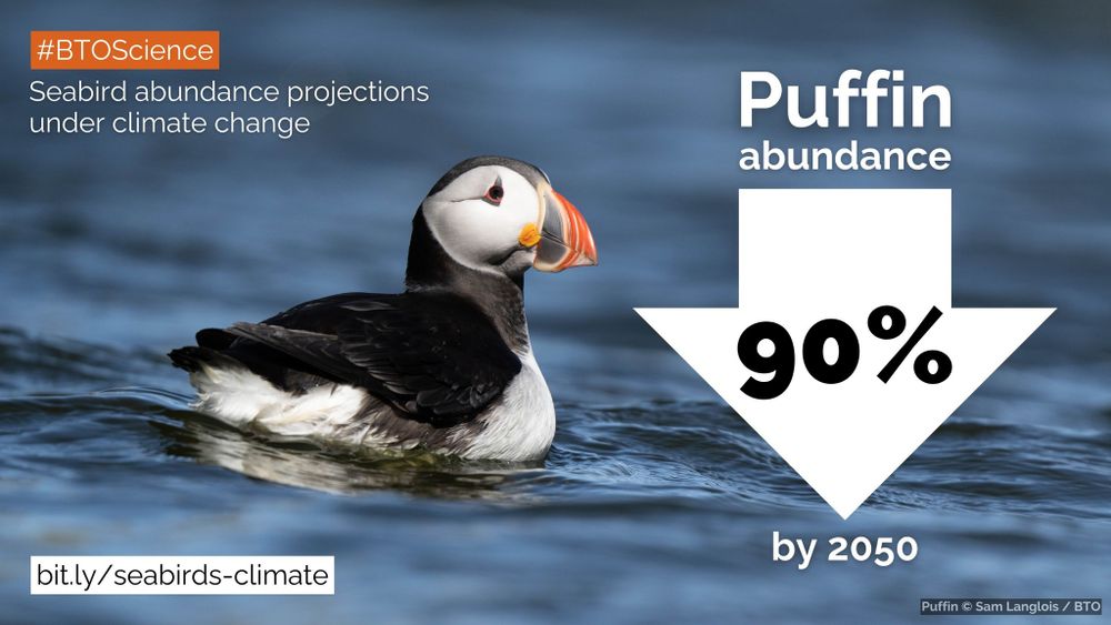 Image of a Puffin on water (credit: Sam Langlois) with a large arrow pointing downwards beside it. Wording reads: Puffin abundance down by 90% by 2050. Seabird abundance projections under climate change. #BTOScience Bit.ly/seabirds-climate 