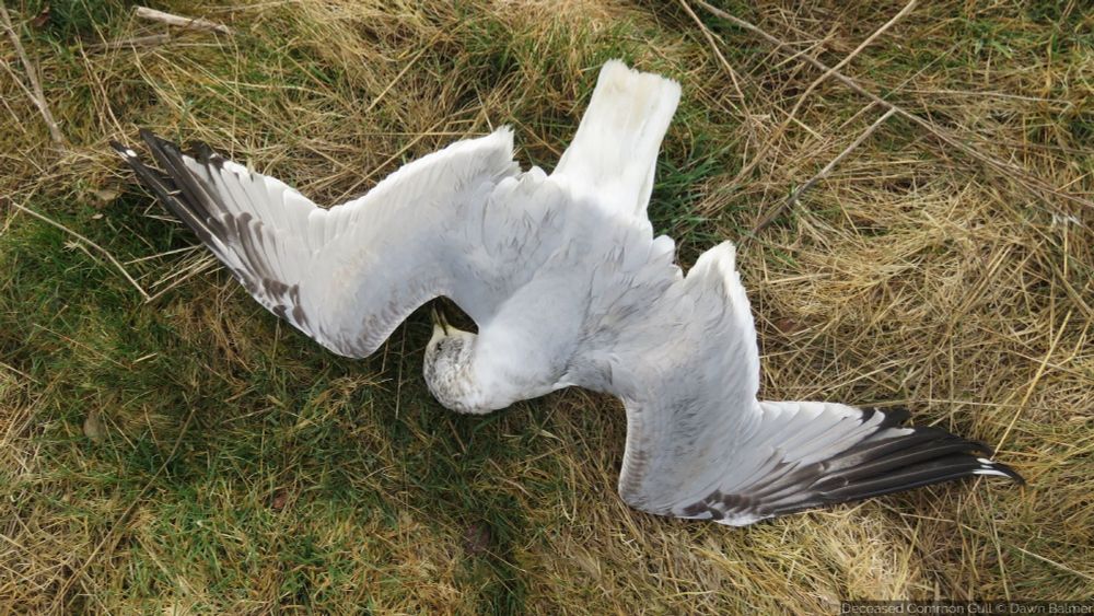 Deceased Common Gull on ground with wings outstretched. Image by Dawn Balmer. 