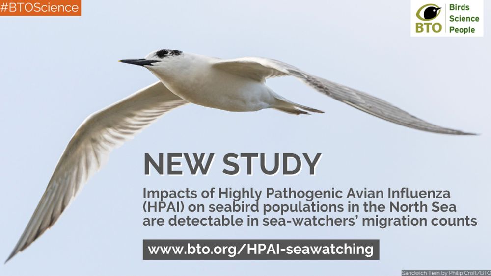 Image of a Sandwich Tern flying alongside the wording: New Study. Impacts of Highly Pathogenic Avian Influenza (HPAI) on seabird populations in the North Sea are detectable in sea-watchers’ migration counts. www.bto.org/HPAI-seawatching. BTO logo sits top right of image.