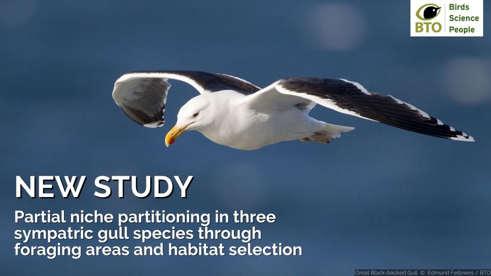 A Great Black-backed Gull flies through the sky (image by Edmund Fellowes/BTO). Wording underneath reads: New Study. Partial niche partitioning in three sympatric gull species through foraging areas and habitat selection. BTO logo is top right of the image.