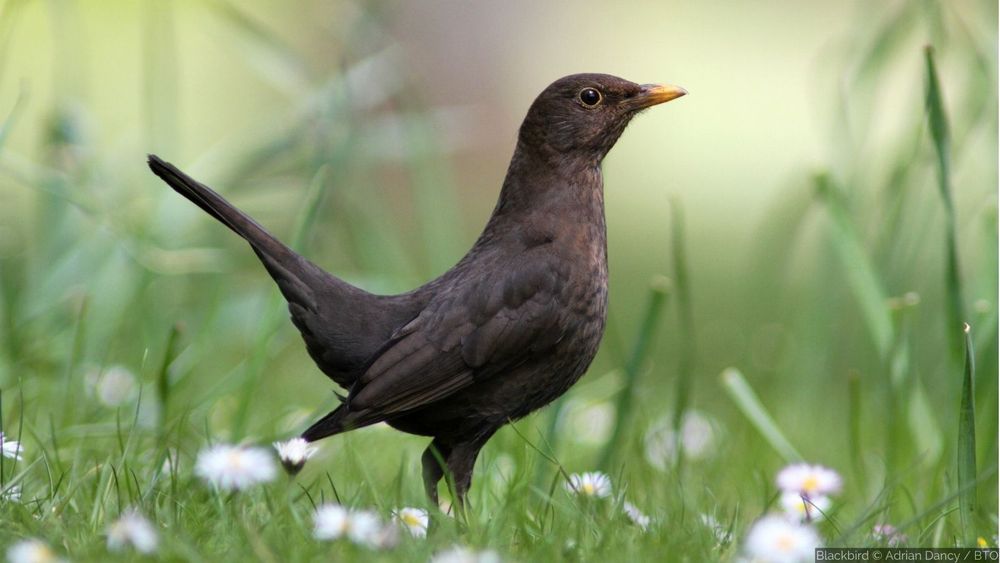 A Blackbird stands amongst tall grass and flowering white daises.