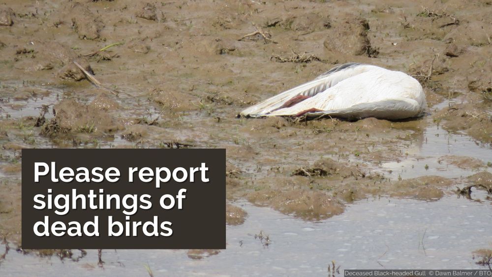 Image of a deceased Black-headed Gull alongside the wording: Please report sightings of dead birds. Image by Dawn Balmer. 