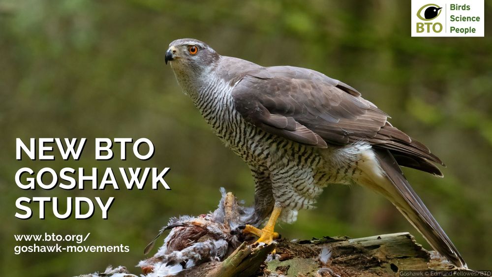 Image of a Goshawk with the remains of its prey in its talons. Wording alongside reads: New BTO Goshawk Study. www.bto.org/goshawk-movements. BTO logo sits top right of image. Goshawk image by Edmund Fellowes/BTO. 