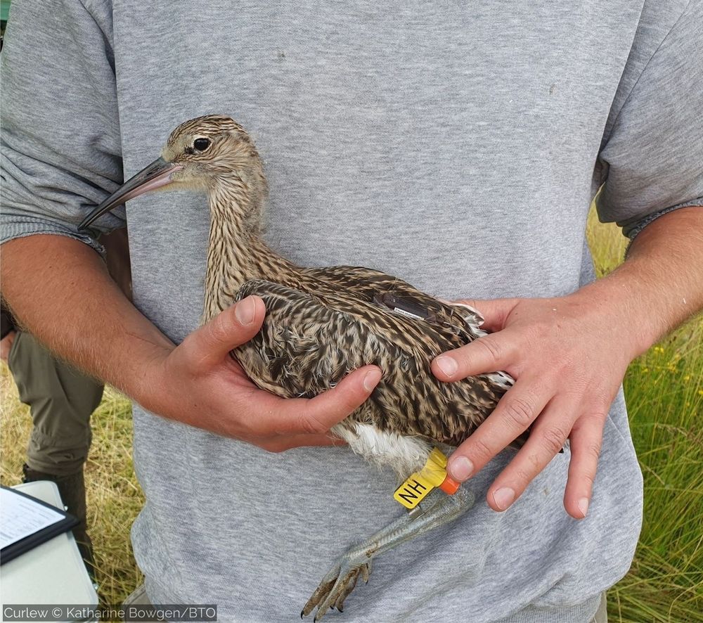 Image of a Curlew being held. The bird has a tag fitted and a yellow leg flag on its leg with the letters NH showing. Image credit: Curlew by Katharine Bowgen/BTO. 
