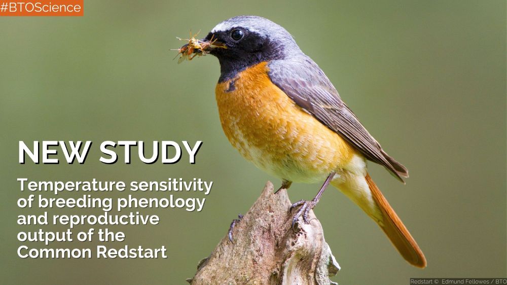 Image of a Redstart alongside the wording: New Study. Temperature sensitivity of breeding phenology and reproductive output of the Common Redstart.