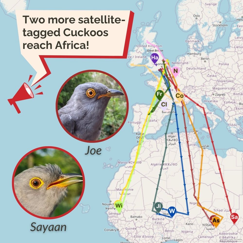 Image of a world map showing locations of BTO satellite-tagged Cuckoos. Seven are in Africa and five in Europe. Headshots of the two new Cuckoos to reach Africa, Joe and Sayaan, feature. A speaker graphic holds the wording: Two more satellite-tagged Cuckoos reach Africa!