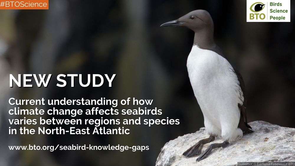 Image of a Guillemot alongside the wording: new study. Current understanding of how climate change affects seabirds varies between regions and species in the North-East Atlantic. www.bto.org/seabird-knowledge-gaps. BTO logo top right of image. Guillemot image by © Edmund Fellowes / BTO. 