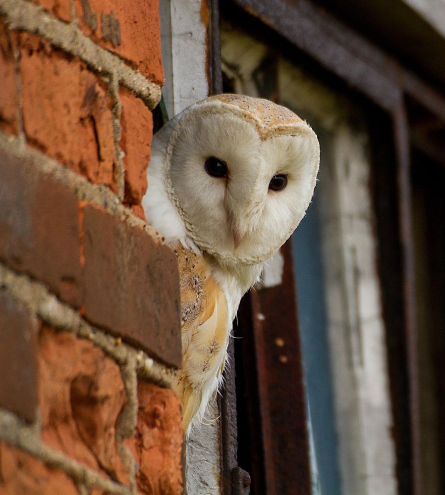 The face of a Barn Owl peeks around the brick wall of a barn as it perches on the building window ledge. 