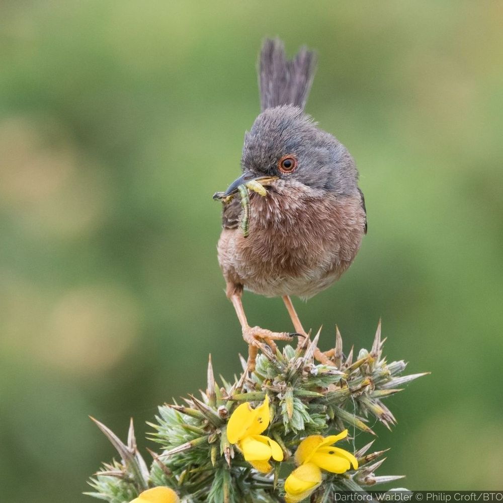 Dartford Warbler perched on Gorse bush with prey in bill by Philip Croft/BTO. 