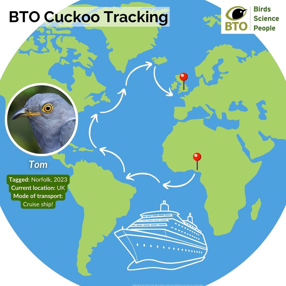 Image of a world map showing the journey of Cuckoo Tom when he hitched a ride on a cruise ship. Arrows show the ships journey from West Africa to the Atlantic Ocean, across to the coast of South America, past Puerto Rico, the United States, up to Iceland and to the UK. A headshot of Cuckoo Tom features, alongside the wording: Tagged, Norfolk 2023. Current location: UK. Mode of transport: cruise ship. Outline of a cruise ship in white sits over the ocean. BTO logo features top right of the image.