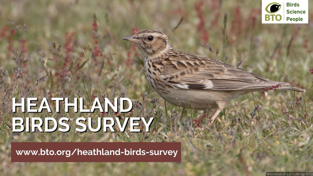 Woodlark on ground alongside wording: Heathland Birds Survey. www.bto.org/heathland-birds-survey. Image credit reads Liz Cutting/BTO. BTO lop sits top right of the image.  