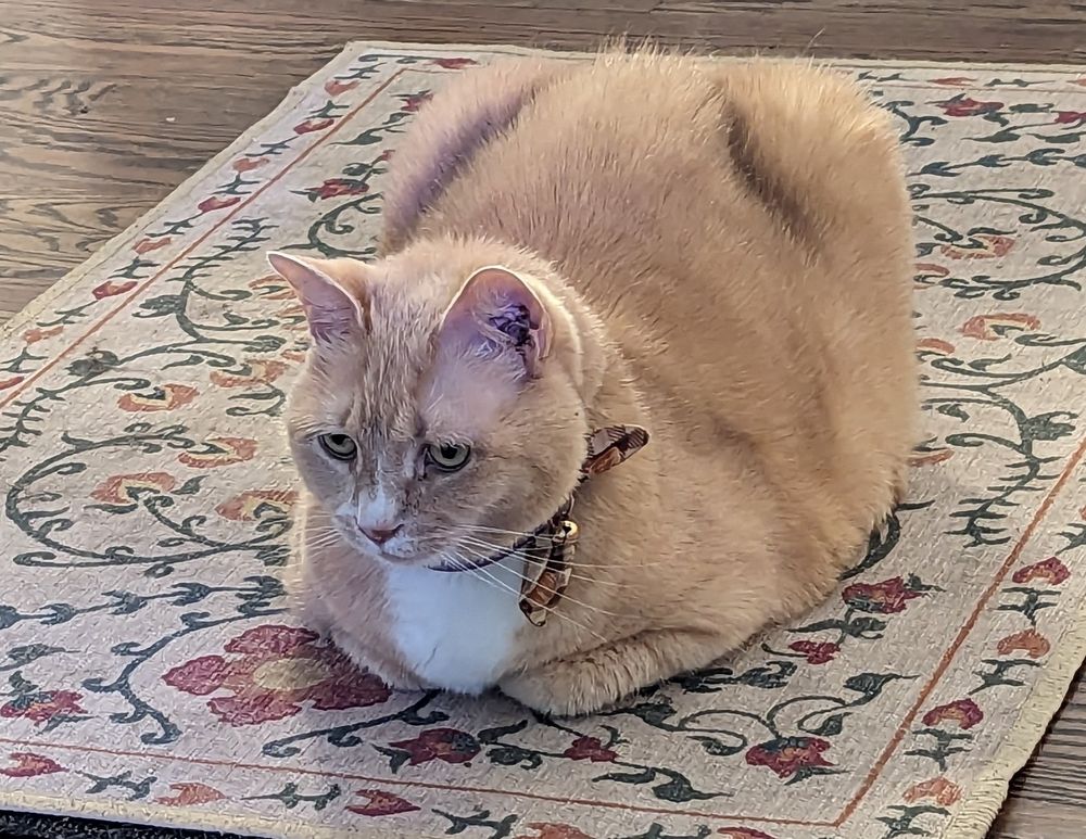 A chubby orange cat sitting on a rug. 