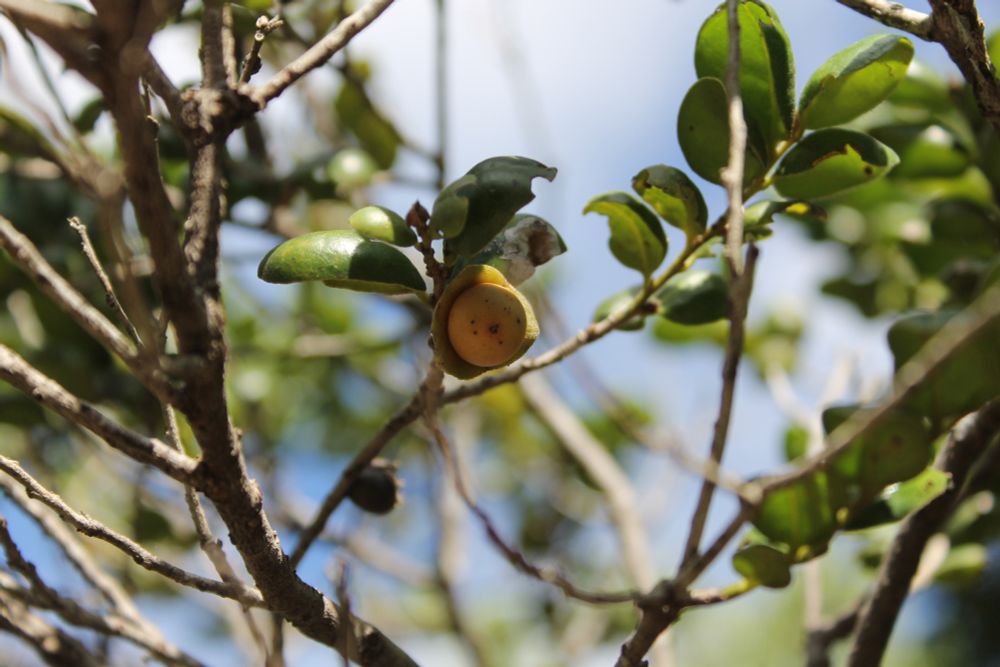 Close-up of a New Caledonian persimmon fruit on a branch with green leaves under a blue sky.