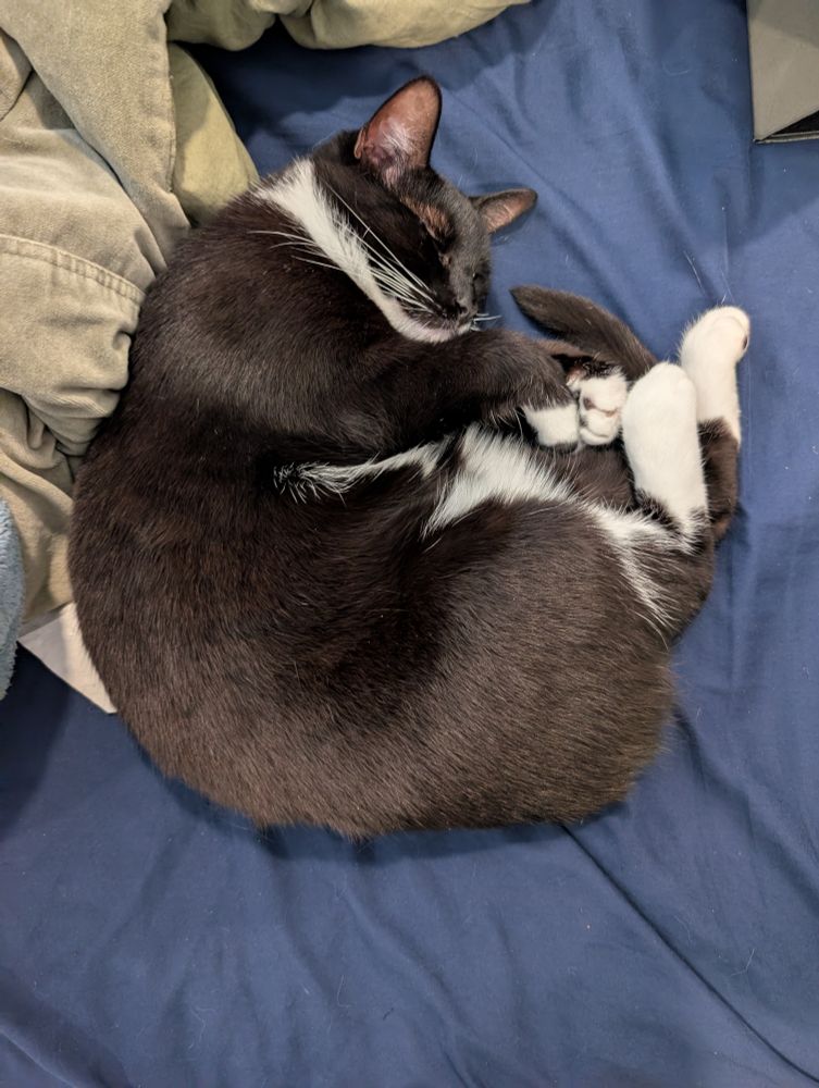 A photo of a sleepy tuxedo cat curled up in a ball.