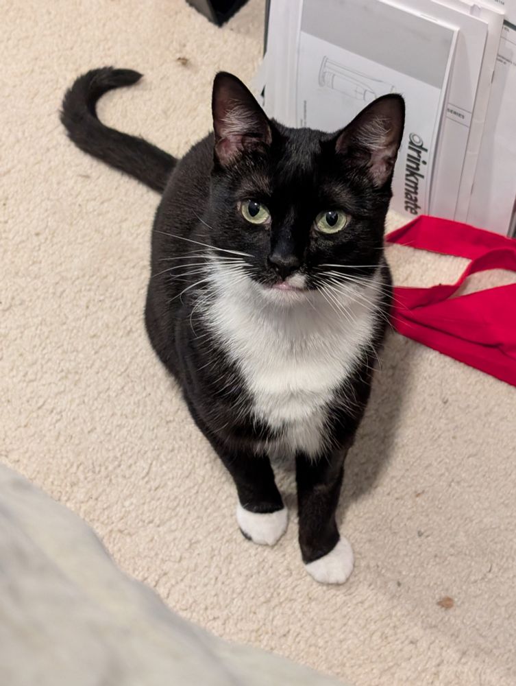 A tuxedo cat sitting on the floor with her tongue slightly poking out.