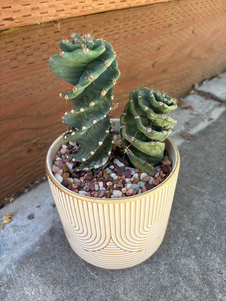 two cereus forbesii spiralis (spiral cactuses) in a gold and beige pot