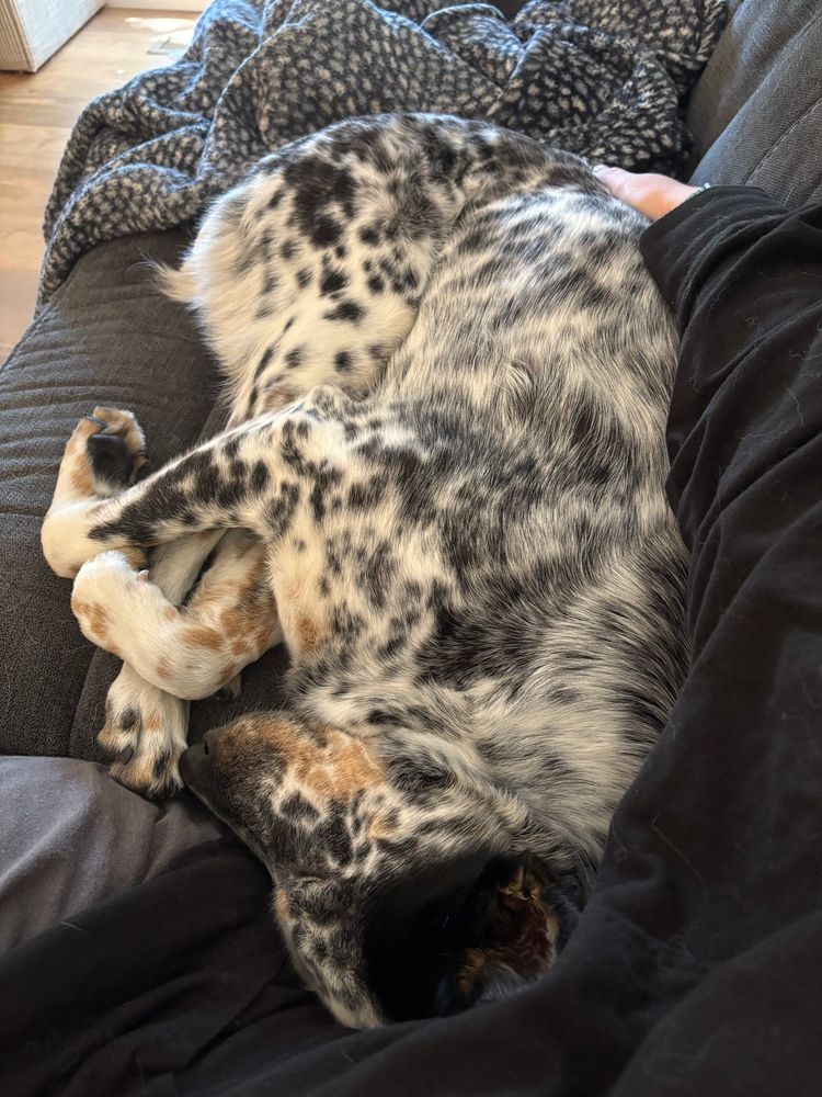 riot, a cattle dog, is curled up asleep on the couch