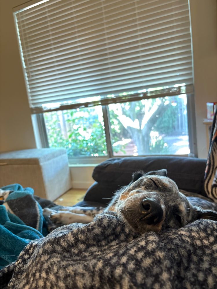 Riot is lying next to me on the couch and one of her eyes is closed and she is so, so sleepy