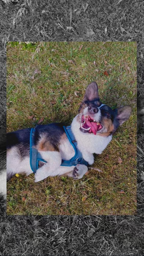 A corgi happily rolling on grass