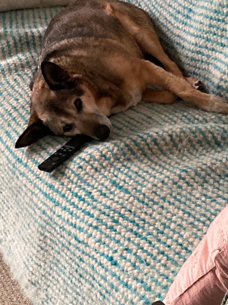 Maya mix dog from Ukraine lying lazy on a bench with a tv remotecontrole