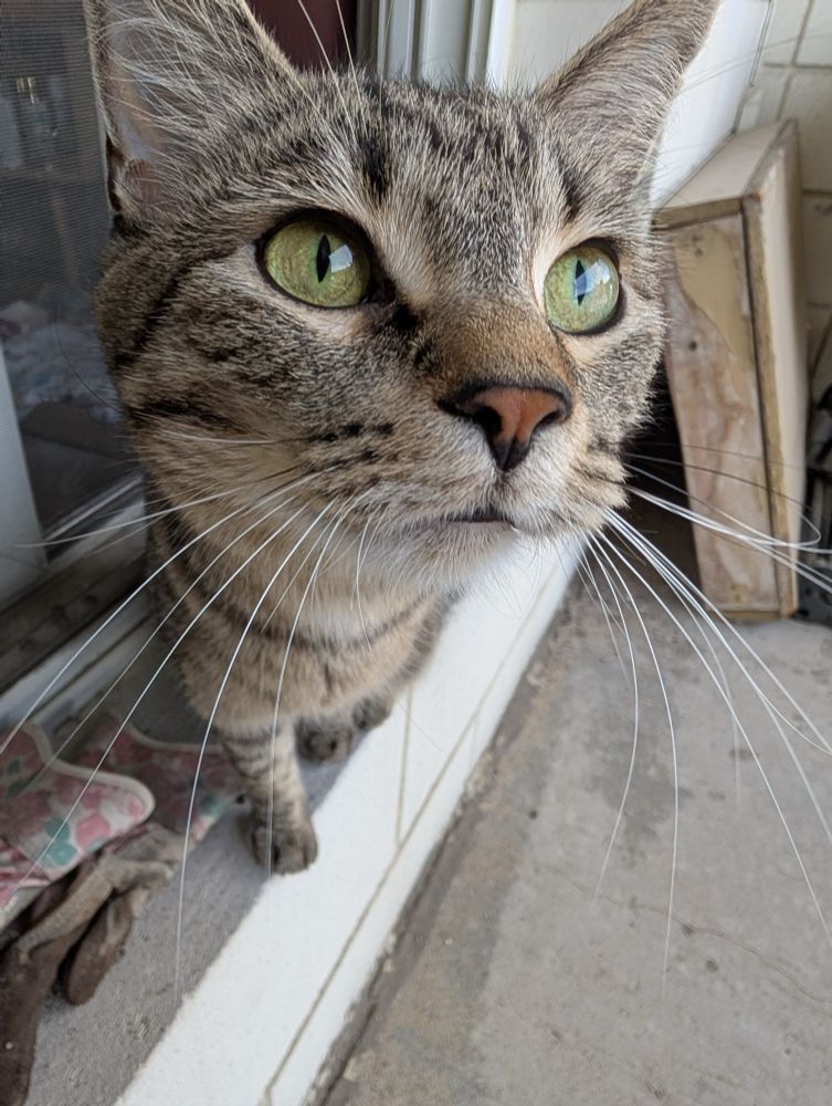 A brown tabby cat. Her face is right up to the camera and her snoot is boopable.