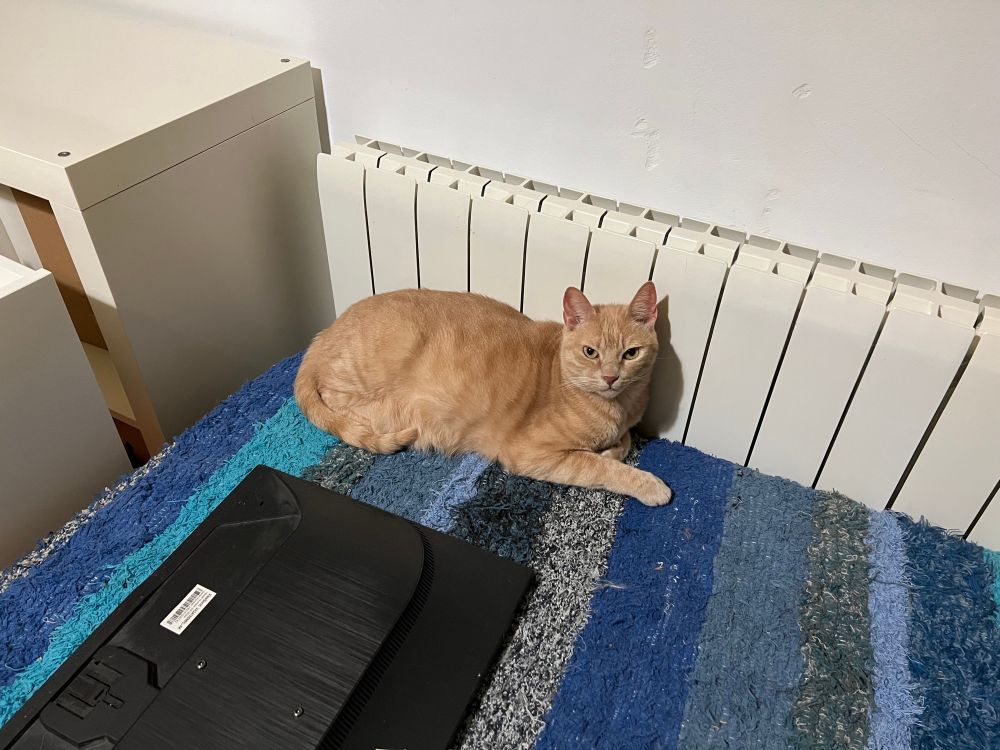 Cat laying against a radiator 