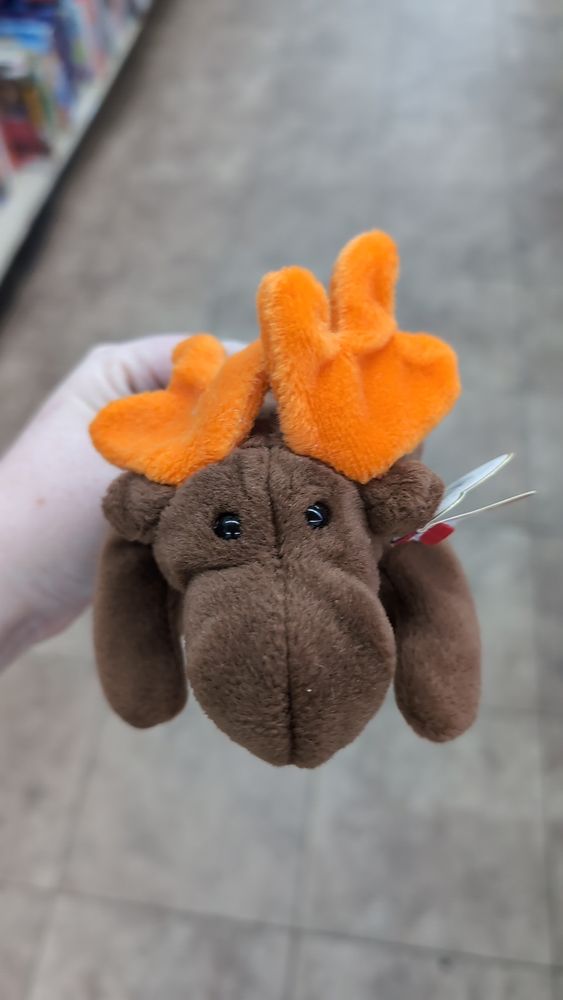 TY beanie Chocolate the moose